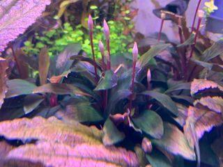 (Category: ) located in . Submitted by osin80 (Listing ID 1212661157, Image 1). Description: .