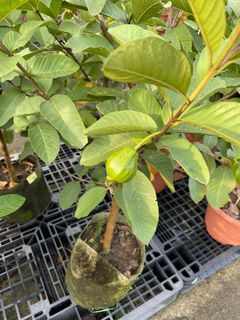 (Category: ) located in . Submitted by gardenfunfarm (Listing ID 1290589829, Image 1). Description: .