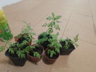 (Category: ) located in . Submitted by simplyplants2018 (Listing ID 1290534852, Image 1). Description: .