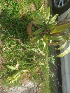 (Category: ) located in . Submitted by oddearth.a803cb (Listing ID 1289253827, Image 1). Description: .