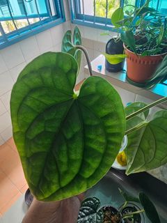 (Category: ) located in . Submitted by Plantshobby (Listing ID 1292112557, Image 1). Description: .