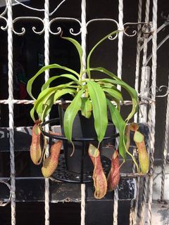Nepenthes matured 3 plants