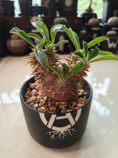 (Category: ) located in . Submitted by rd_plants (Listing ID 105259381, Image 1). Description: .