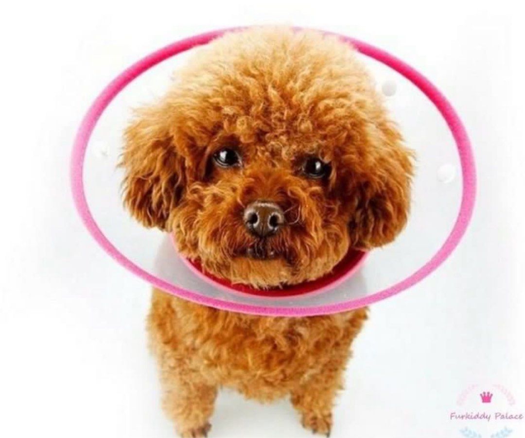 Ready Stock ELIZABETHAN COLLAR E Collar for Cat and Dog Medical Wound Healing Cone Protect Smart