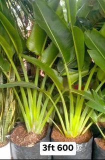 Travellers Palm perfect for Landscaping,Resort,Garden,Resto