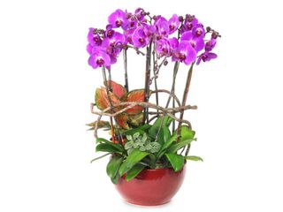 （分類：）位於 。 由 cherrie8000 提交（商品編號 1292352629，圖片 1）。簡介： 。