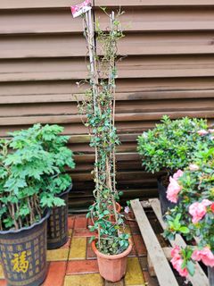 （分類：）位於 。 由 DCTAT 提交（商品編號 1292353215，圖片 1）。簡介： 。