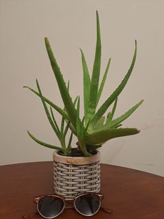 （分類：）位於 。 由 manonlou 提交（商品編號 1292334775，圖片 1）。簡介： 。