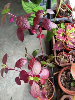 (Category: ) located in . Submitted by plantitrighthere (Listing ID 1292337878, Image 1). Description: .