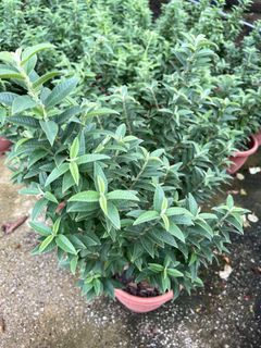 (Category: ) located in . Submitted by gardenfunfarm (Listing ID 1292399241, Image 1). Description: .
