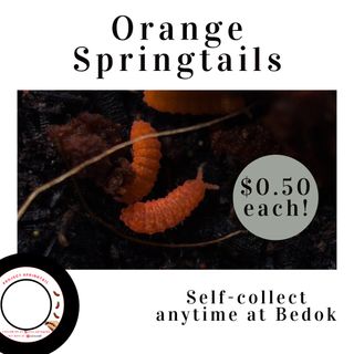 (Category: ) located in . Submitted by Project.Springtail (Listing ID 1292410893, Image 1). Description: .