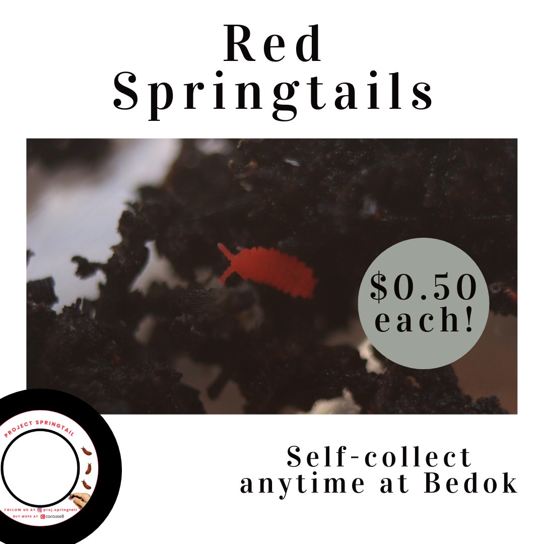 Red Springtails Feeders, Furniture & Home Living, Gardening, Pots ...