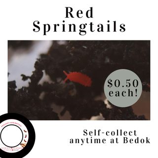 (Category: ) located in . Submitted by Project.Springtail (Listing ID 1227024336, Image 1). Description: .
