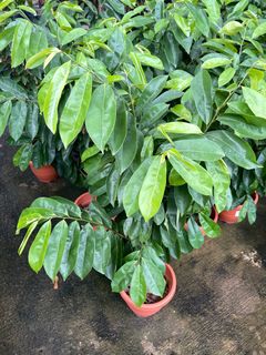 (Category: ) located in . Submitted by gardenfunfarm (Listing ID 1292420705, Image 1). Description: .