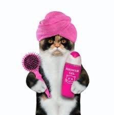 Affordable hotsell cat grooming