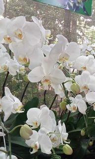 Big flowers Phalaenopsis Orchids