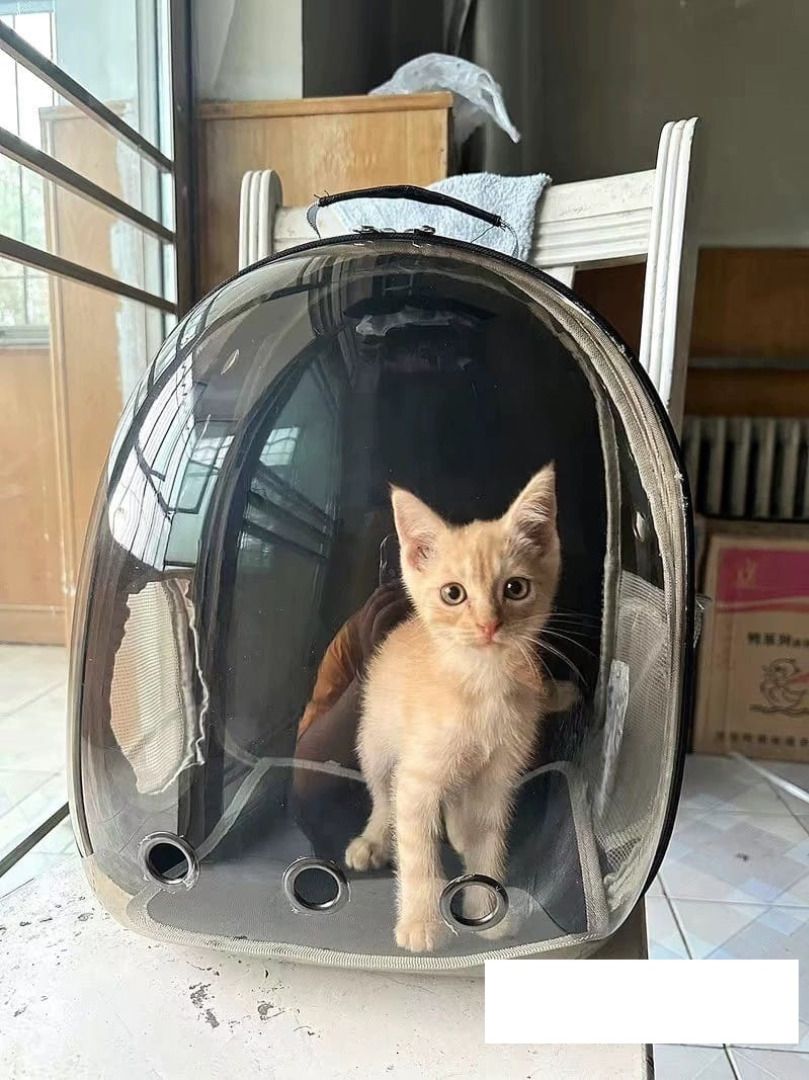 Anima clearance pet carrier