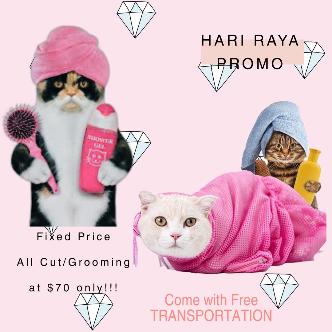 Affordable top cat grooming