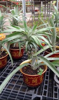 (Category: ) located in . Submitted by urban.cultivar (Listing ID 1281518774, Image 1). Description: .