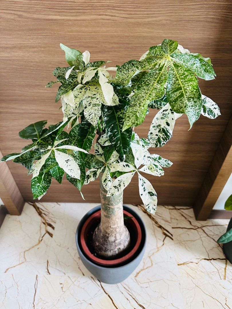 Japanese money tree hotsell