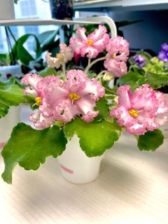 （分類：）位於 。 由 ellioo 提交（商品編號 1292719409，圖片 1）。簡介： 。