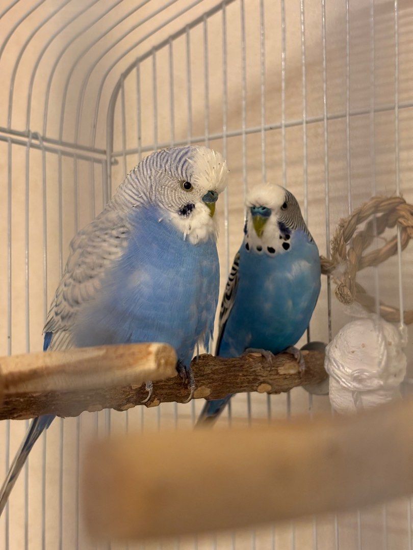 Budgie boarding near me 2025