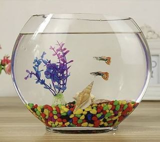Affordable fish bowl For Sale  Homes & Other Pet Accessories