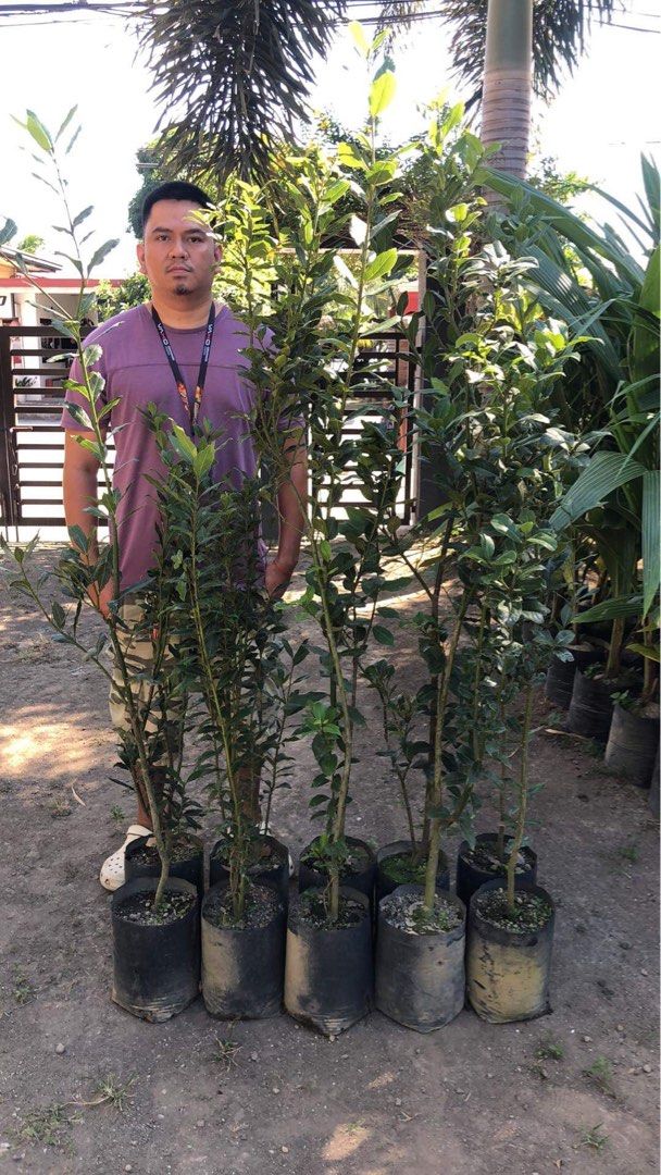 Laurel Plant (Category: Plants & Seeds) located in Calamba. Submitted by qualityfruittrees25 (Listing ID 1292642268, Image 1). Description: .