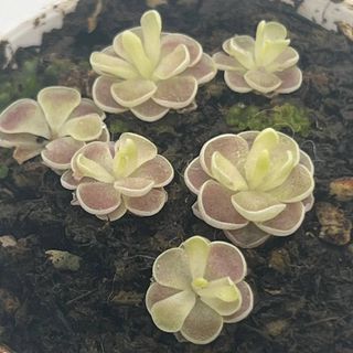 [Small World]Pinguicula  office plant small potted plants Esseriana