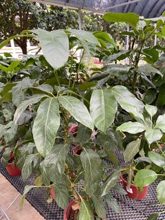 (Category: ) located in . Submitted by gardenfunfarm (Listing ID 1292790362, Image 1). Description: .