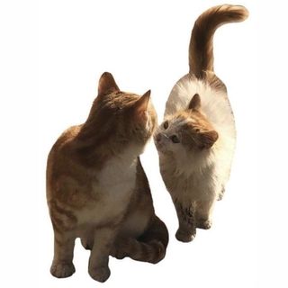 (Category: ) located in . Submitted by qrs_tuv (Listing ID 1292942533, Image 1). Description: .