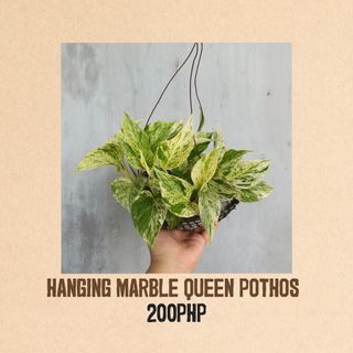 Hanging Marble Queen Pothos