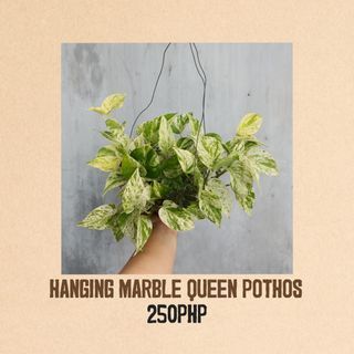 Hanging Marble Queen Pothos