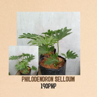 Philodendron Selloum
