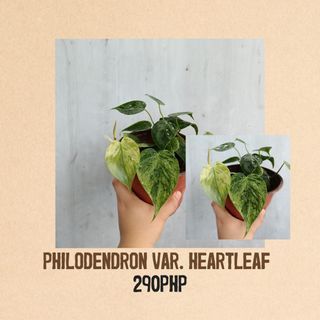 Philodendron Variegated Heartleaf