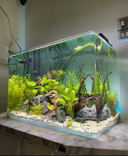 Curved Glass Aquarium Tank without Glass Cover - Low Iron