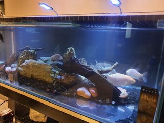 (Category: ) located in . Submitted by dinislove (Listing ID 1293132618, Image 1). Description: .