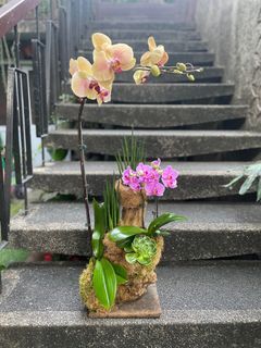 Phalaenopsis Orchids in driftwood