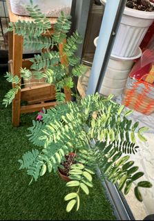 (Category: ) located in . Submitted by _plantdaddy_ (Listing ID 1293094768, Image 1). Description: .
