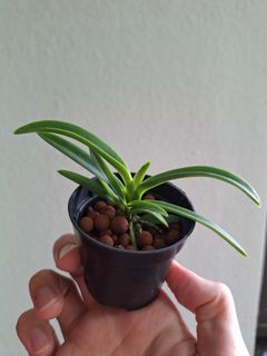 (Category: ) located in . Submitted by plant_nerd05 (Listing ID 1293002833, Image 1). Description: .