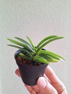 (Category: ) located in . Submitted by plant_nerd05 (Listing ID 1293002948, Image 1). Description: .