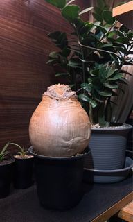 （分類：）位於 。 由 jamziii 提交（商品編號 1293286426，圖片 1）。簡介： 。