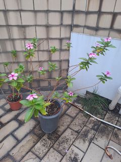 （分類：）位於 。 由 manonlou 提交（商品編號 1293261639，圖片 1）。簡介： 。
