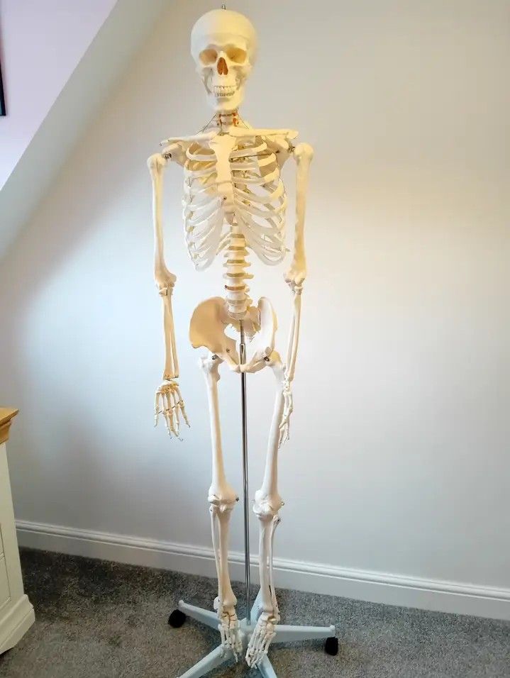 Human Skeleton Anatomy Model (Category: Medical Supplies & Tools) located in Tanza. Submitted by mhel_g (Listing ID 1293218748, Image 1). Description: READ FIRST❗ • Anatomical model of a human skeleton (Life Size) • Fixed to a sturdy metal base with castors. Perfect for teaching/studying the basics of human anatomy and features a moveable jaw. • Ideal for anybody studying medicine, physiotherapy, sports science etc. ❗Used but not abused. Only use