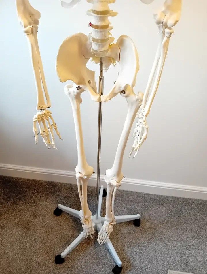 Human Skeleton Anatomy Model (Category: Medical Supplies & Tools) located in Tanza. Submitted by mhel_g (Listing ID 1293218748, Image 3). Description: READ FIRST❗ • Anatomical model of a human skeleton (Life Size) • Fixed to a sturdy metal base with castors. Perfect for teaching/studying the basics of human anatomy and features a moveable jaw. • Ideal for anybody studying medicine, physiotherapy, sports science etc. ❗Used but not abused. Only use