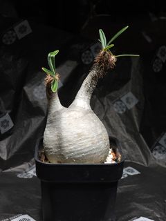 （分類：）位於 。 由 bizarrebotanyhk 提交（商品編號 1293250876，圖片 1）。簡介： 。