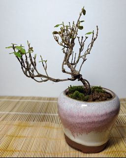 (Category: ) located in . Submitted by bonsai168 (Listing ID 1293216419, Image 1). Description: .