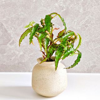 （分類：）位於 。 由 KwanCandy 提交（商品編號 1293352864，圖片 1）。簡介： 。