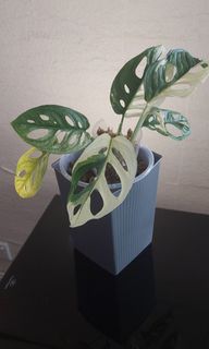 （分類：）位於 。 由 SnowFan 提交（商品編號 1293412494，圖片 1）。簡介： 。