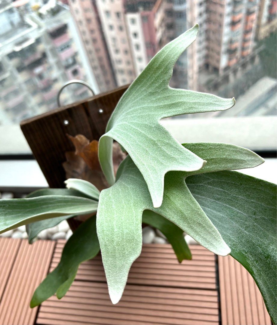P.willinckii cv.Paul Vespa @bikamori.com ウィリンキー ポール